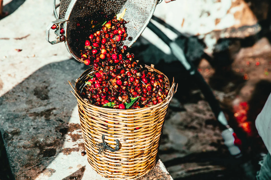 ReQaf's beans sourcing.